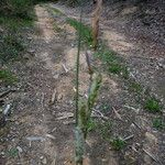 Carex riparia Кора