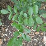 Sophora secundiflora Blatt