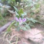 Cleome rutidosperma Flower