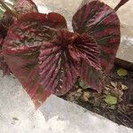 Begonia brevirimosa Leaf