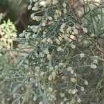 Juniperus phoenicea Floare