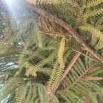 Araucaria heterophyllaLeaf