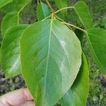 Populus balsamifera List