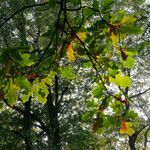Quercus × rosacea Hoja