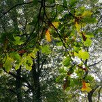 Quercus × rosacea Blad