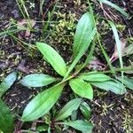 Lychnis flos-cuculi Blatt