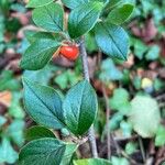 Cotoneaster simonsii Lapas