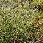 Gutenbergia rueppellii Hábito