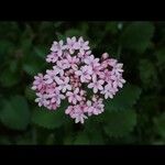Valeriana macrosiphon Flower