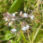 Circaea lutetiana Flor