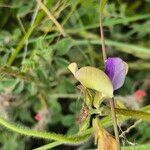 Vigna frutescens Blüte