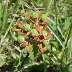 Euphorbia flavicoma Lorea