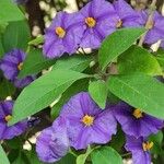 Lycianthes rantonnetii Fula