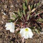 Eulobus californicus Flower