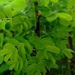 Caragana arborescens Leaf