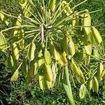 Agapanthus africanus Фрукт