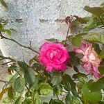 Rosa gallica Žiedas