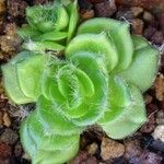 Crassula barbata Hoja
