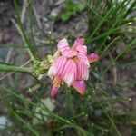 Onobrychis supina Flower