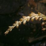 Prescottia stachyodes Flor