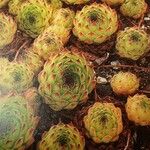 Sempervivum marmoreum Лист