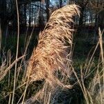 Phragmites mauritianus 花