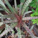 Cryptanthus zonatus Blad