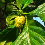 Morinda citrifolia Fruit