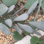 Senecio decaryi Hoja
