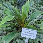 Chlorophytum orchidastrum Habit