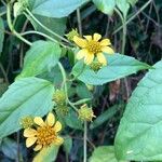 Wollastonia biflora Flor