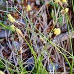 Carex montana Habitatea