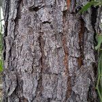 Pinus echinata Bark