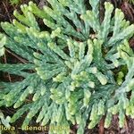 Lycopodium × oellgaardii Habit