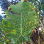 Philodendron giganteum Leaf