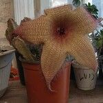 Stapelia giganteaLiść