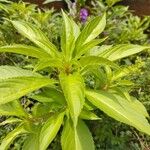 Impatiens balsamina Hoja