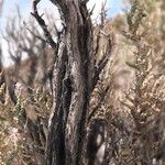 Aloysia deserticola Corteccia