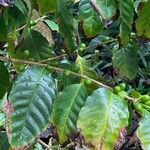 Coffea arabica Blatt