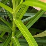 Carex muskingumensis പുറംതൊലി