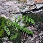 Woodsia alpina Habit