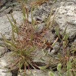 Ranunculus minimus Plante entière