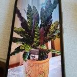 Calathea lancifolia ᱵᱟᱦᱟ