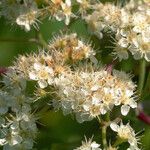 Sorbus americana Λουλούδι