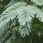 Albizia carbonaria Feuille