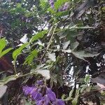 Solanum seaforthianum Habit