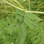 Vicia cassubica Leaf