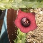 Huernia schneideriana Lorea