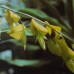 Crotalaria agatiflora Flor