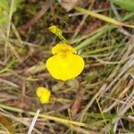 Utricularia intermedia Fiore